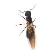 Reproductive Carpenter Ant