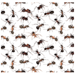 Picture of various types of ants