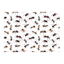 General Ant Information