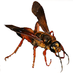 Digger Wasp