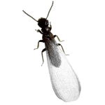 Reproductive Termite