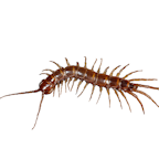 Outdoor Centipede